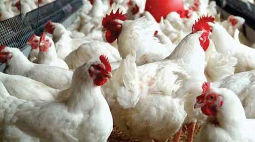 বাজারে মুরগির দামে আগুন