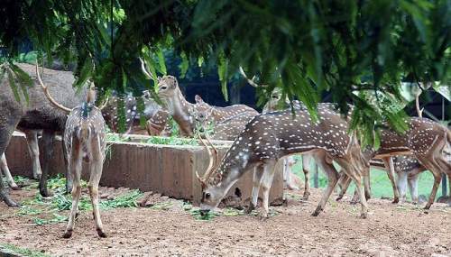 জাতীয় চিড়িয়াখানা বন্ধ ঘোষণা
