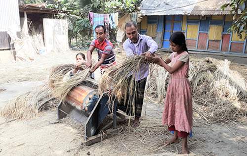 কুমিল্লার গ্রামে বোরো ফসল তোলার উৎসব