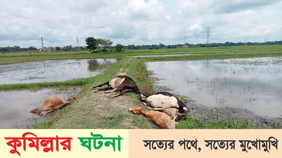 চৌদ্দগ্রামে বিদ্যুৎপৃষ্ট হয়ে ৫ টি গরুর মৃত্যু