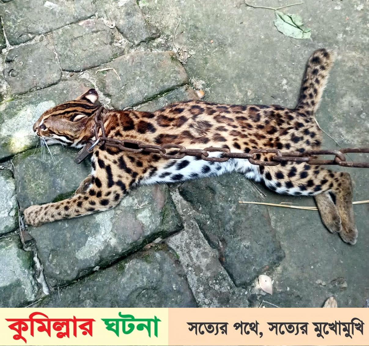 মুরাদনগরে বিরল প্রজাতির মেছো বাঘ উদ্ধার