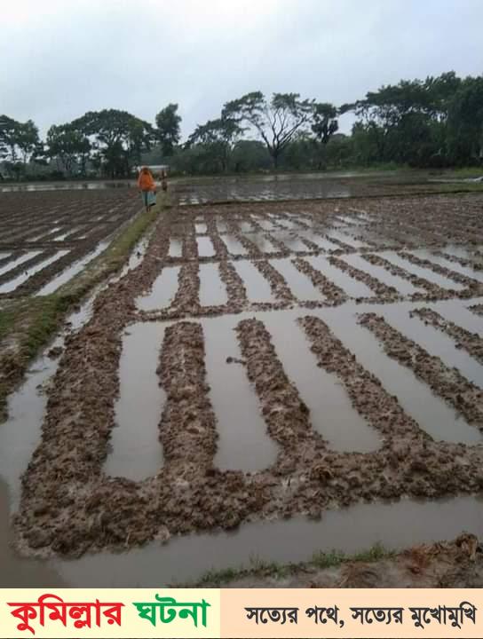 দেবীদ্বারে টানাবর্ষণে কৃষকের স্বপ্ন পানিতে তলিয়েগেছে- ২,৭৯৩ হেক্টর ফসলি জমিন