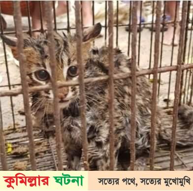 কুমিল্লা সদর দক্ষিণে সবজি বাগানে মিললো মেছোবাঘ