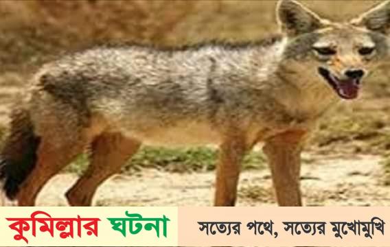 শেয়ালের কামড়ে নারী ও শিশুসহ আহত- ১০