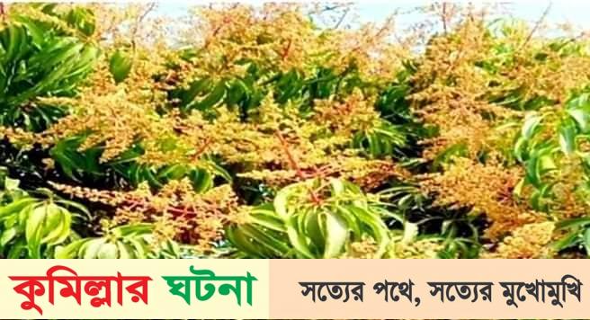 শীত বিদায় নেওয়ার কালে ডালেডালে আমের মুকুলে ভরে যাচ্ছে