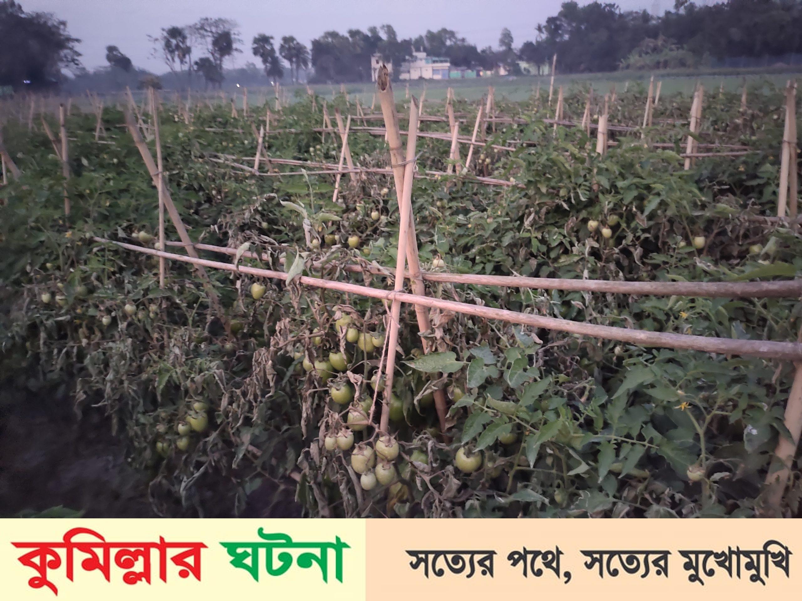 দেবীদ্বারে ৪০ শতাংশ হিটলার টমাটোর গাছ পুড়িয়েছে দুর্বৃত্তরা – অসহায় কৃষক