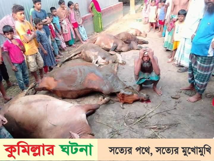 মুরাদনগরে বৈদ্যুতিক শর্টসার্কিটে ছয় গরুর মৃত্যু, খামারীর মাথায় হাত!