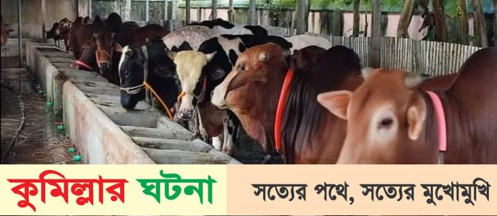 কুমিল্লার খামারিরা ভারতীয় গরুর প্রবেশ নিয়ে শঙ্কায়