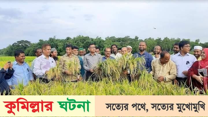 বুড়িচংয়ে পতিত জমিতে আউশের বাম্পার ফলন