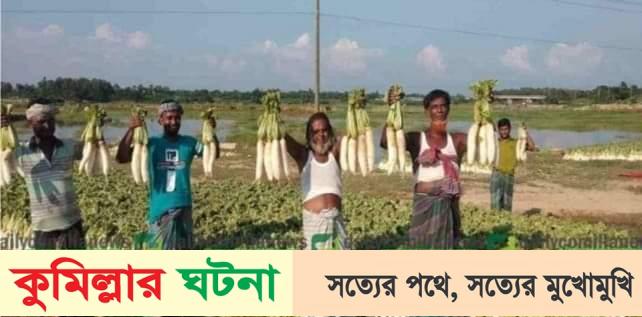 কুমিল্লা গোমতীর চরে মুলার বাম্পার ফলন