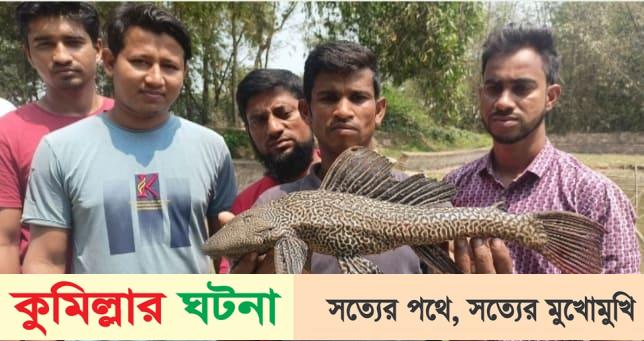কুমিল্লার পুকুরে ধরা পড়ে ‘ভয়ংকর সাকার মাছ