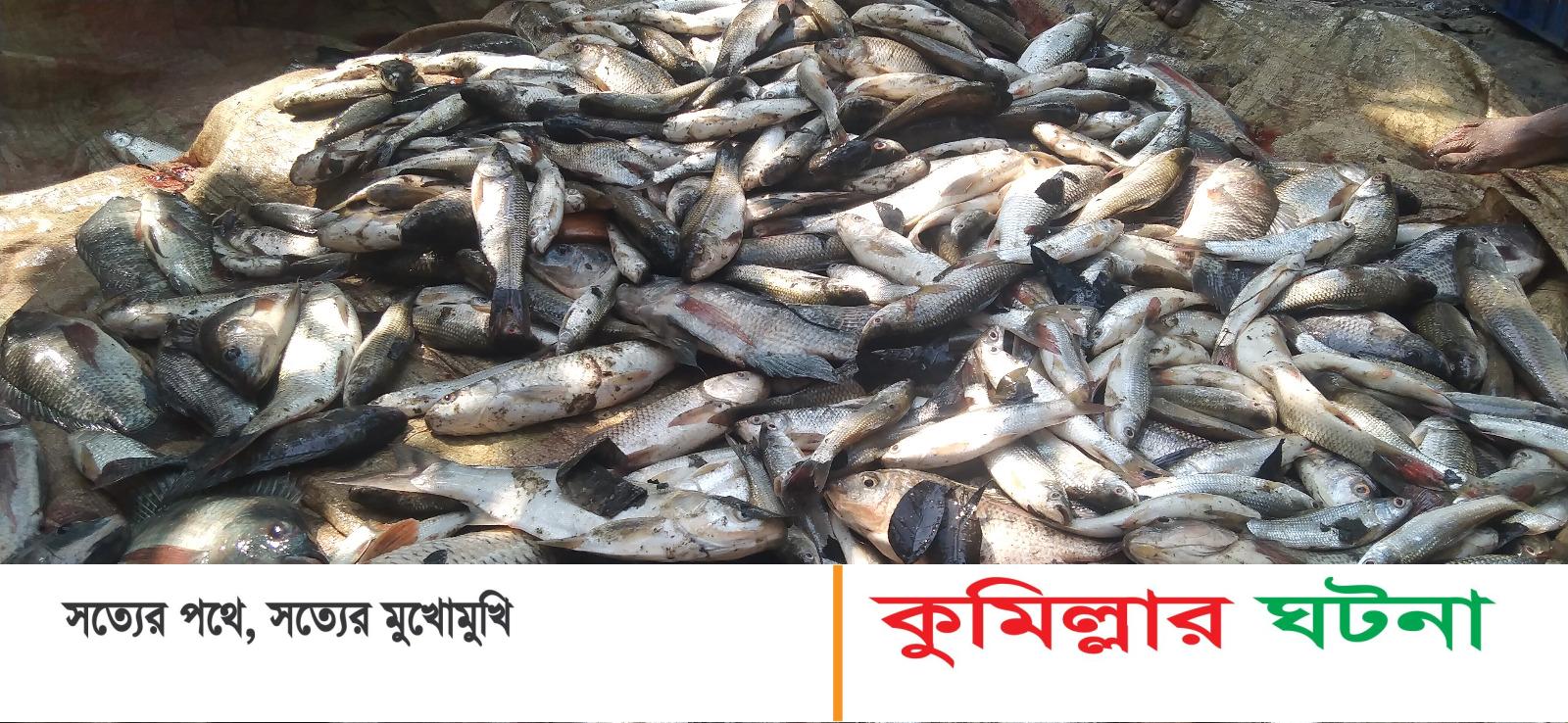 দেবীদ্বারে এক মৎস্যচাষীর পুকুরে বিষ প্রয়োগ করে প্রায় ৪ লক্ষ টাকার মাছ নিধন