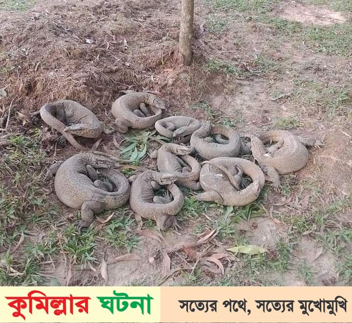 কুমিল্লায় ভারতে পাচারকালে ৯টি গুইসাপ উদ্ধার