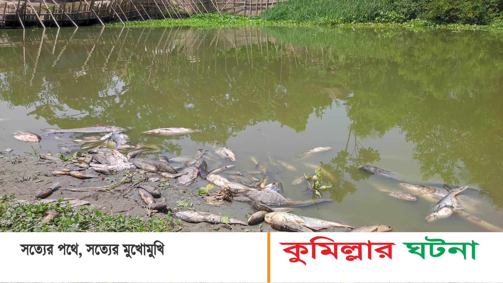 তিতাসে রাতের আঁধারে পুকুরে বিষ প্রয়োগ করে মাছ নিধনের অভিযোগ