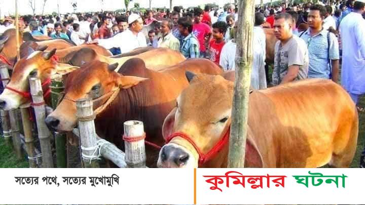 কুমিল্লা জেলায় পশুর হাট বসবে ৪৩০টি