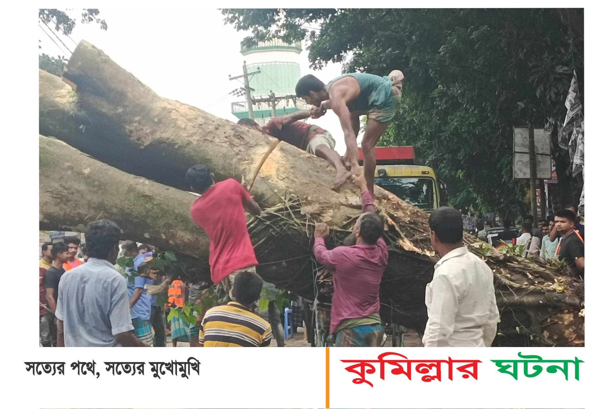 ৬০ বছরের গাছ উল্টে মহাসড়কে যানচলাচল বন্ধ নিরসন করলেন দেবীদ্বার পৌর মেয়র