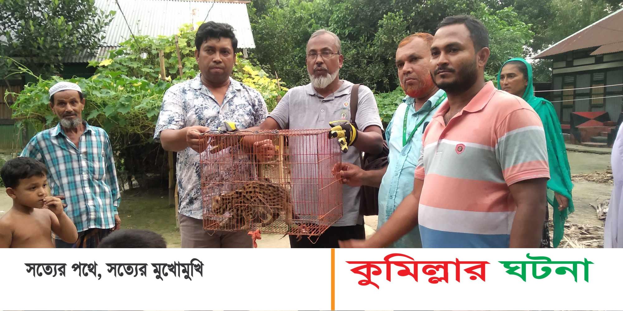 দাউদকান্দিতে মেছো বিড়াল শাবক অবমুক্ত