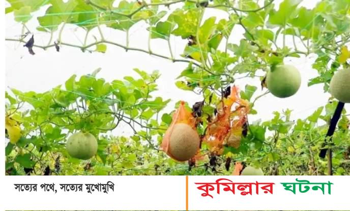 কুমিল্লায় চাষ হচ্ছে মরুভূমির ফল সাম্মাম