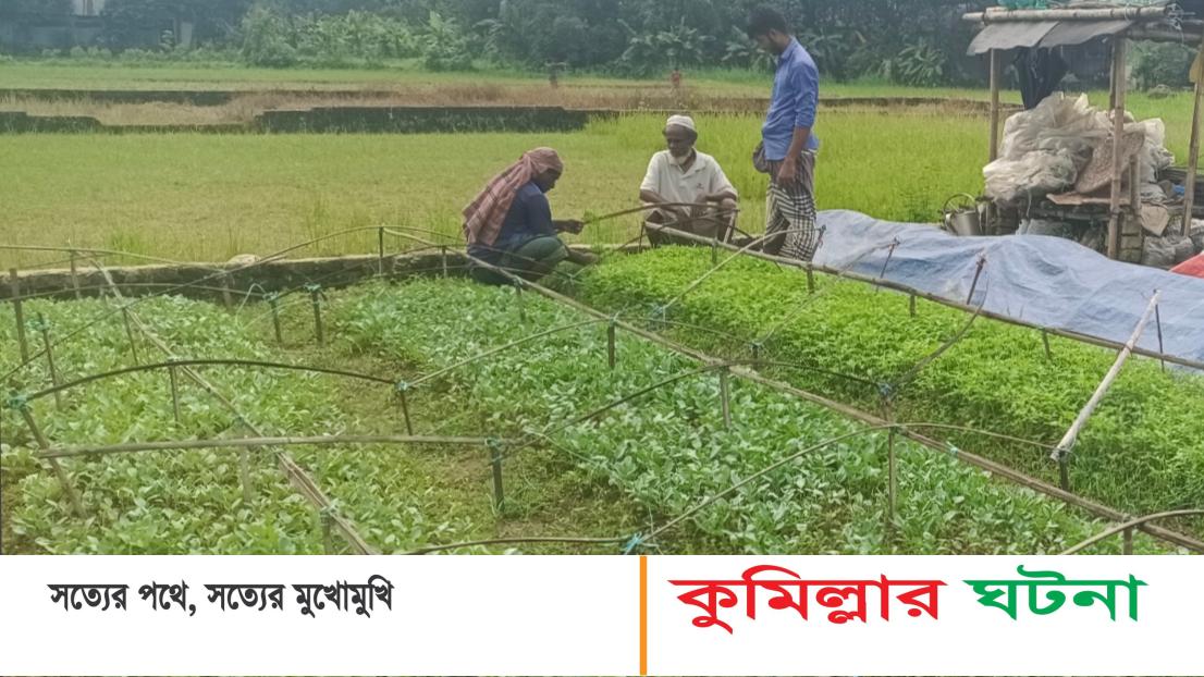 দেশজুড়ে দেবীদ্বারের কপির চারা বিক্রি: লাভবান কৃষকরা