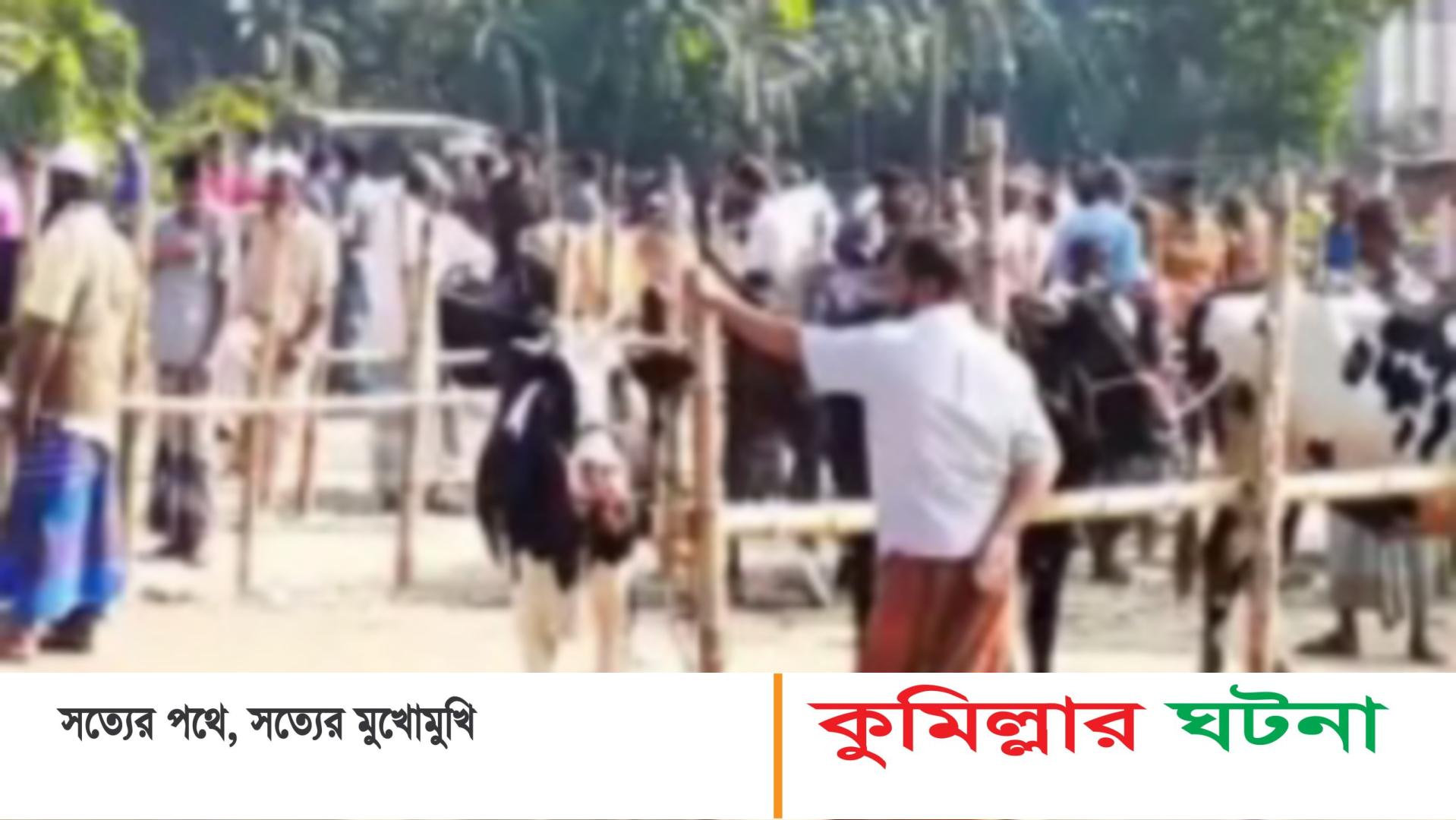 নাঙ্গলকোট ও লালমাইয়ে গরুর হাট বসা নয়ি দুই উপজেলার  সংঘর্ষ আহত- ১০