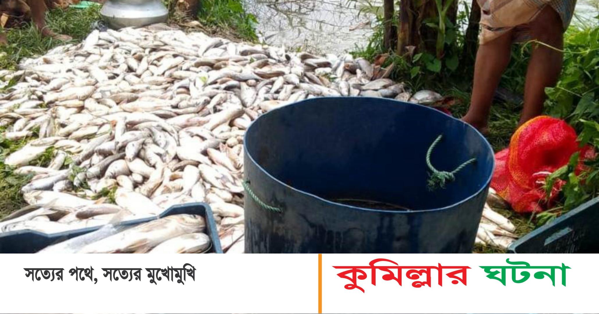 দেবীদ্বারে৷ বিষ দিয়ে ২৫ লক্ষ টাকার মাছ মেরে নিঃস্ব করল খামারীকে