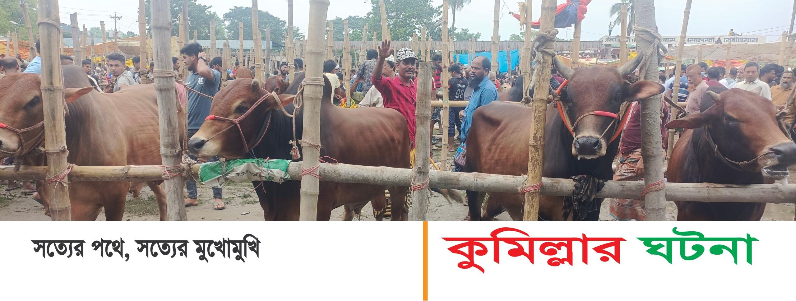 দেবীদ্বারে ছোট ও মাঝারি গরুর চাহিদা বেশী, বিপাকে বড় গরুর বিক্রেতারা