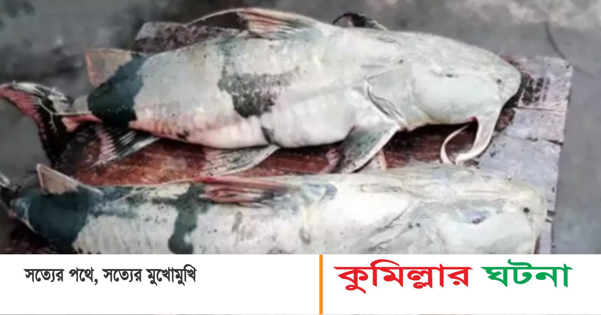 গোমতী নদীতে ধরা পড়লো ৩৩ কেজি ও ১০ কেজির বাঘাইড় মাছ