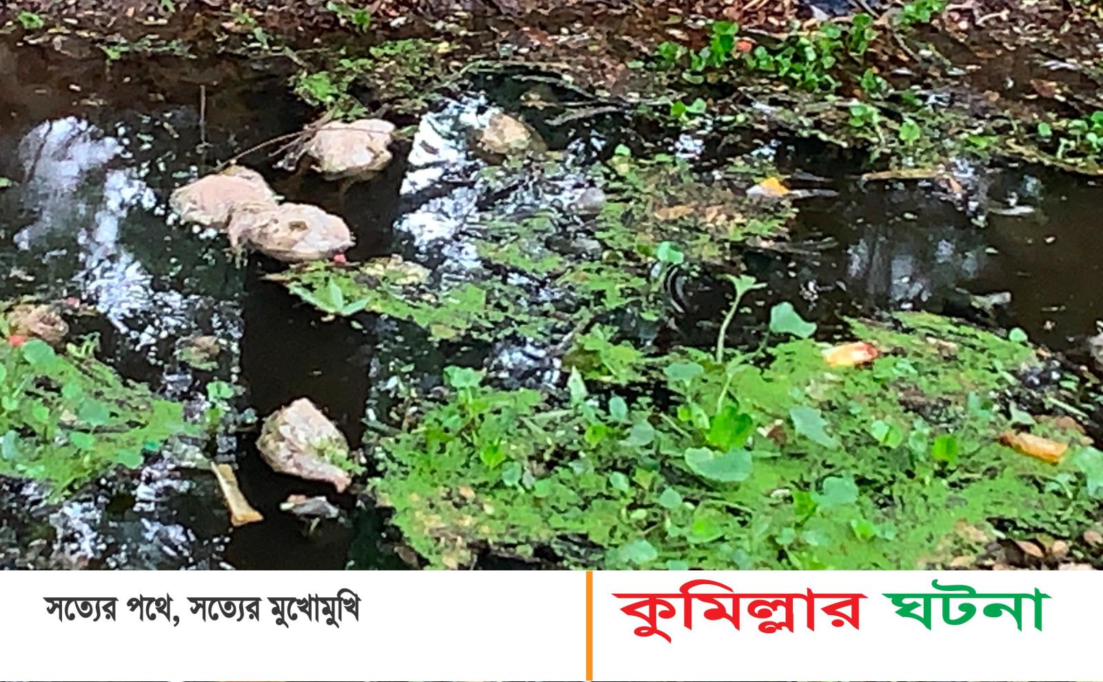 দেবীদ্বারে খালের পানিতে শত শত মরা মোরগ; পঁচাদূর্গন্ধে পরিবেশ বিপর্যয়ের আশংকা