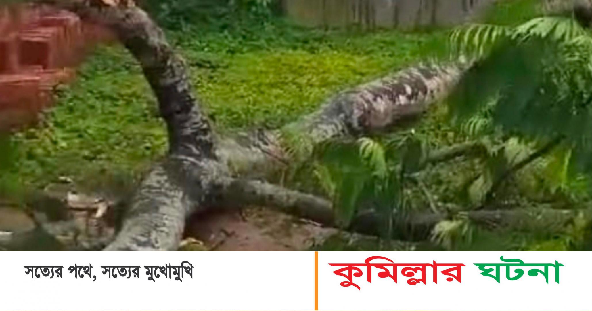 দেবীদ্বারে গাছ পড়ে মাদ্রাসা পড়ুয়া শিক্ষার্থীর মৃত্যু