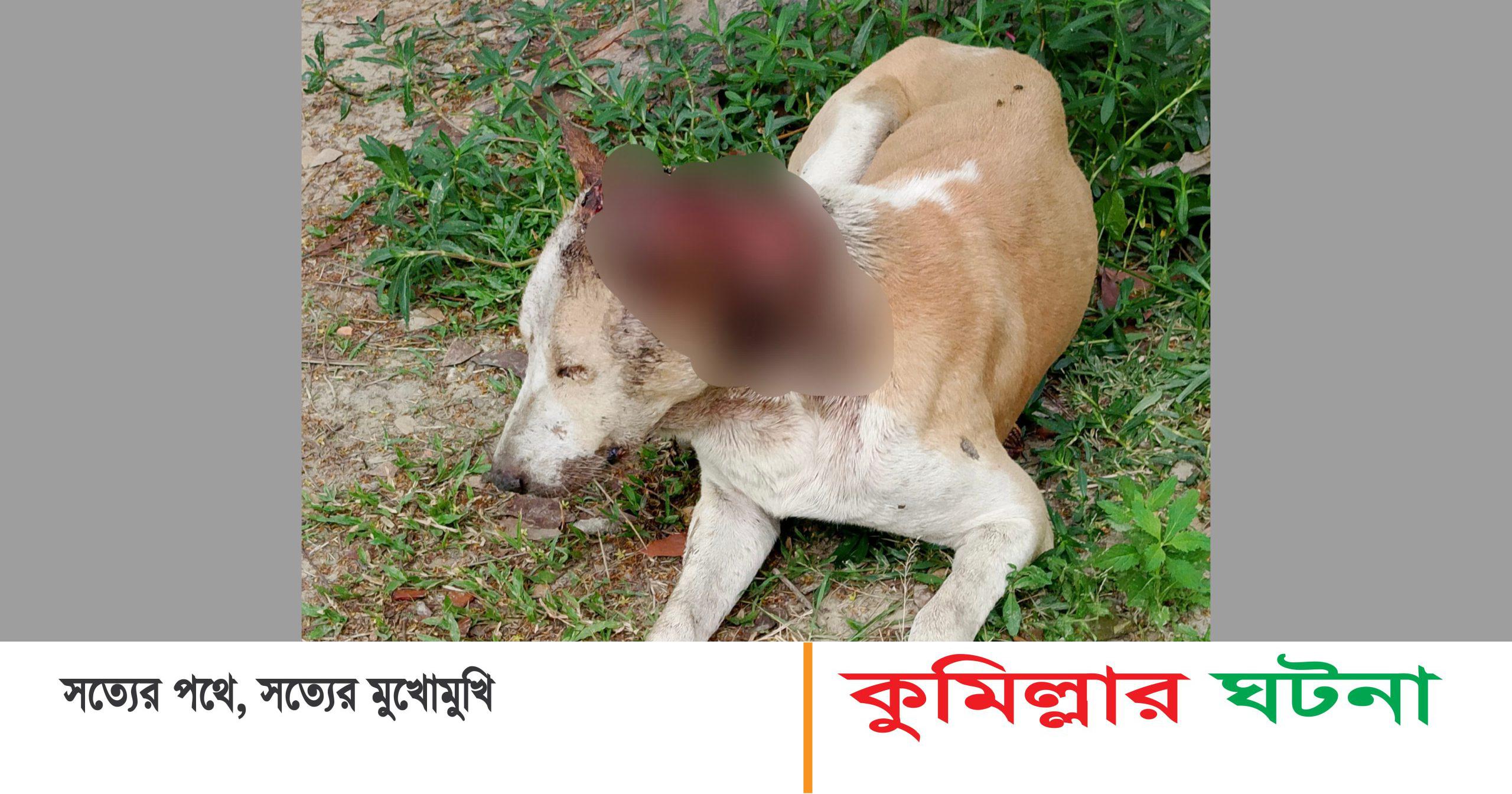 অসুস্থ ছাড়া কুকুর ঘুরছে,সুস্থ কামনায় প্রশাসনের দৃস্টি, দেবীদ্বার পৌরবাসী